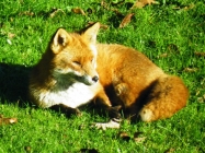 our fox
