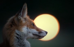 fox and moon (2)
